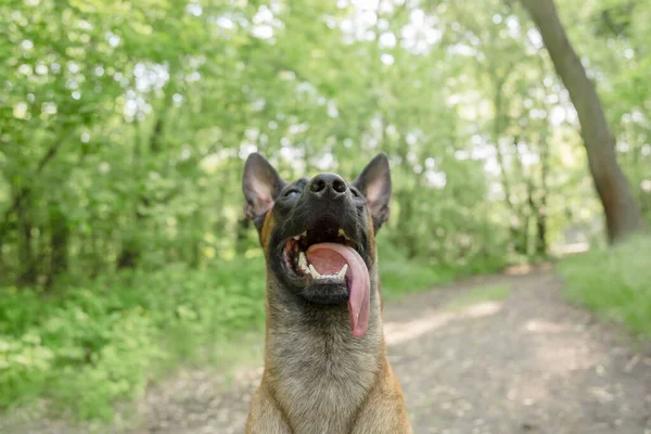 Potret Anjing Belgia Shepherd Malinois Musim Panas Anjing Bahagia Jalan — Stok Foto