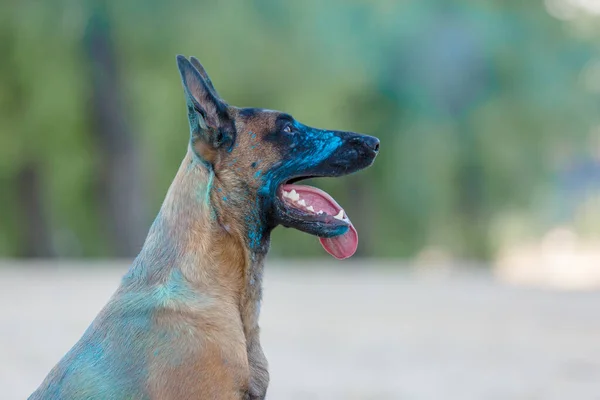 Belgiska Shepherd Hund Leker Stranden Med Holi Färger Holi Festivalen — Stockfoto