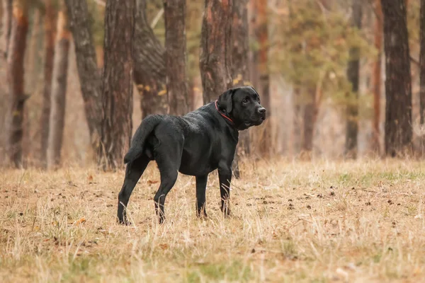 Labrador Retriever Raça Cão Campo Cão Correr Relva Verde Cão — Fotografia de Stock