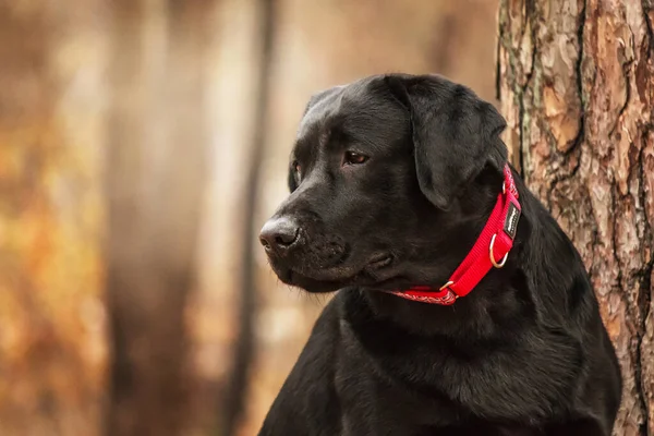 Labrador Retriever Dog Fajta Pályán Kutya Fut Zöld Füvön Aktív — Stock Fotó