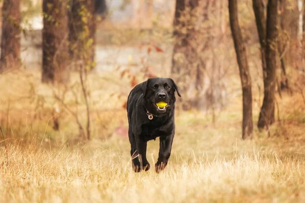 stock image Labrador Retriever Dog breed on the field. Dog running on the green grass. Active dog outdoor.