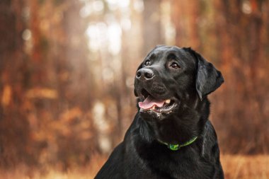 Labrador Retriever Dog sahada ürer. Köpek yeşil çimlerin üzerinde koşuyor. Açık havada etkin köpek.