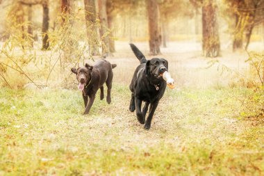 Labrador Retriever Dog sahada ürer. Köpek yeşil çimlerin üzerinde koşuyor. Açık havada etkin köpek.