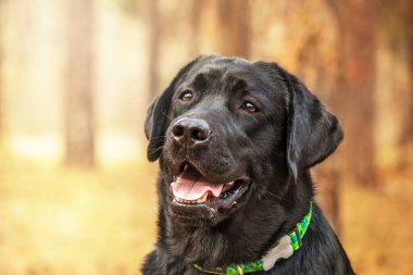 Labrador Retriever Dog sahada ürer. Köpek yeşil çimlerin üzerinde koşuyor. Açık havada etkin köpek.