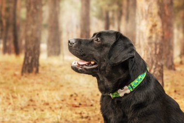 Labrador Retriever Dog sahada ürer. Köpek yeşil çimlerin üzerinde koşuyor. Açık havada etkin köpek.