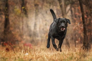 Labrador Retriever Dog sahada ürer. Köpek yeşil çimlerin üzerinde koşuyor. Açık havada etkin köpek.