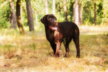 Labrador Retriever Dog sahada ürer. Köpek yeşil çimlerin üzerinde koşuyor. Açık havada etkin köpek.
