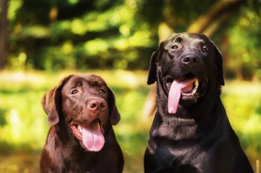 Labrador Retriever Dog sahada ürer. Köpek yeşil çimlerin üzerinde koşuyor. Açık havada etkin köpek.