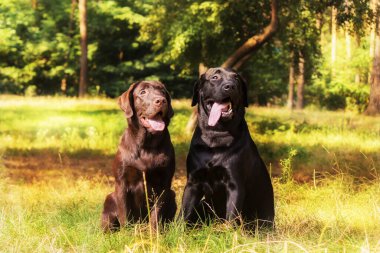 Labrador Retriever Dog sahada ürer. Köpek yeşil çimlerin üzerinde koşuyor. Açık havada etkin köpek.