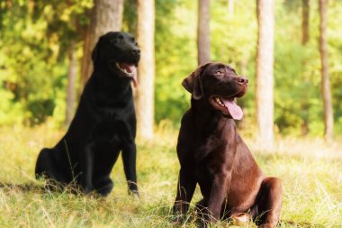 Labrador Retriever Dog sahada ürer. Köpek yeşil çimlerin üzerinde koşuyor. Açık havada etkin köpek.