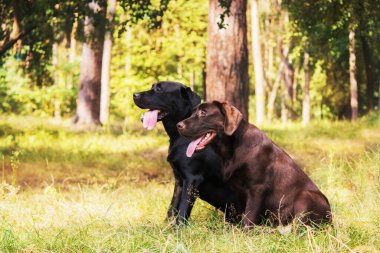 Labrador Retriever Dog sahada ürer. Köpek yeşil çimlerin üzerinde koşuyor. Açık havada etkin köpek.