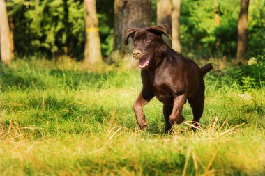 Labrador Retriever Dog sahada ürer. Köpek yeşil çimlerin üzerinde koşuyor. Açık havada etkin köpek.