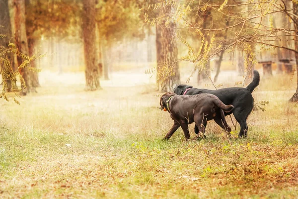 拉布拉多猎犬在战场上繁殖 狗在绿草上奔跑 在户外活动的狗 — 图库照片