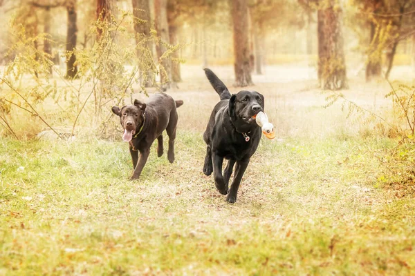 Labrador Retriever Hunderasse Auf Dem Feld Hund Läuft Auf Dem — Stockfoto