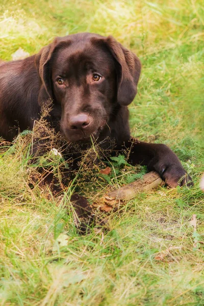 Labrador Retriever Dog Reproduisent Sur Terrain Chien Courant Sur Herbe — Photo
