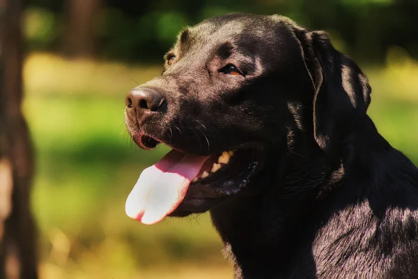 ラブラドール レトリバー犬が畑で繁殖します 緑の草の上を走る犬 アクティブな犬の屋外 — ストック写真