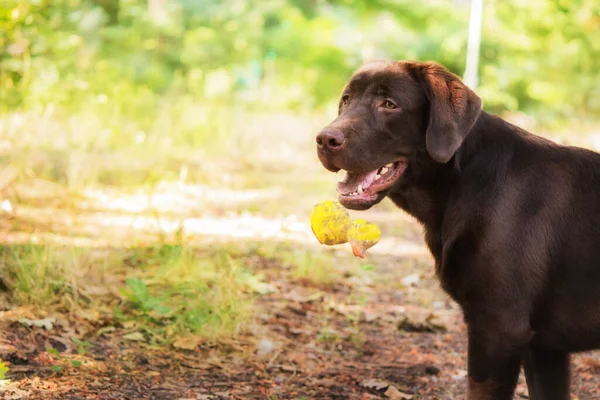 Λαμπραντόρ Retriever Dog Φυλή Στο Γήπεδο Σκύλος Τρέχει Στο Πράσινο — Φωτογραφία Αρχείου