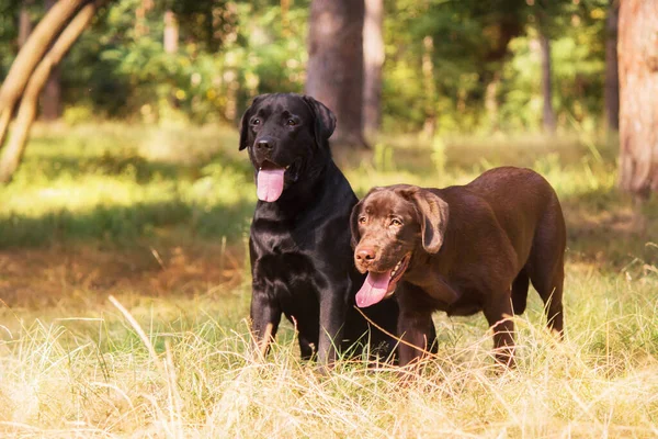 Labrador Retriever Dog Rasen Fältet Hunden Springer Det Gröna Gräset — Stockfoto