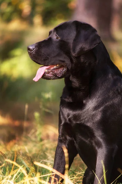 ラブラドール レトリバー犬が畑で繁殖します 緑の草の上を走る犬 アクティブな犬の屋外 — ストック写真