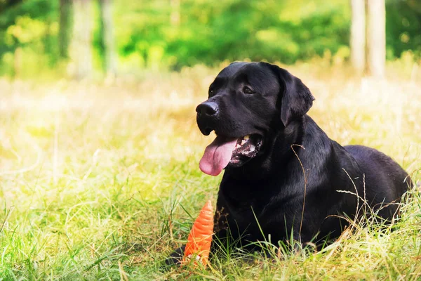 Λαμπραντόρ Retriever Dog Φυλή Στο Γήπεδο Σκύλος Τρέχει Στο Πράσινο — Φωτογραφία Αρχείου