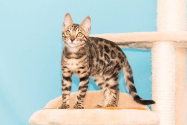 Bengal kedisi mavi arka planda oynuyor. Şirin safkan kedi.