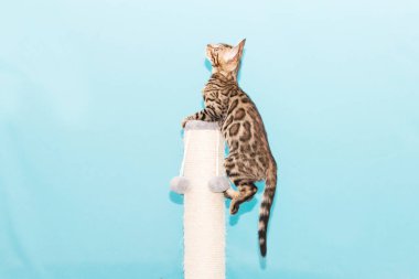 Bengal kedisi mavi arka planda oynuyor. Şirin safkan kedi.