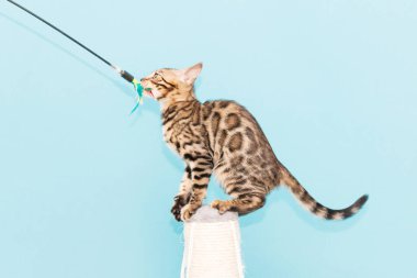 Bengal kedisi mavi arka planda oynuyor. Şirin safkan kedi.