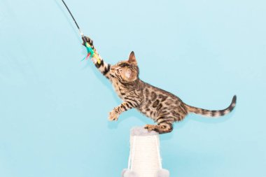 Bengal kedisi mavi arka planda oynuyor. Şirin safkan kedi.