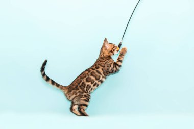 Bengal kedisi mavi arka planda oynuyor. Şirin safkan kedi.