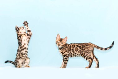 Bengal kedisi mavi arka planda oynuyor. Şirin safkan kedi.