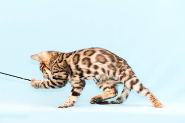 Bengal kedisi mavi arka planda oynuyor. Şirin safkan kedi.