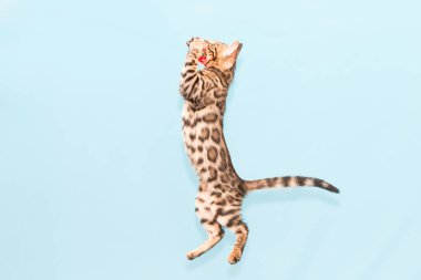 Bengal kedisi mavi arka planda oynuyor. Şirin safkan kedi.