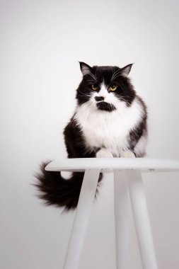 Beyaz üzerine izole edilmiş güzel tüylü bir kedi. Beyaz arka planda sarı gözlü siyah beyaz kedi