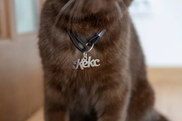 Cat Name Tag Keks. Brown scottish cat at home with tag