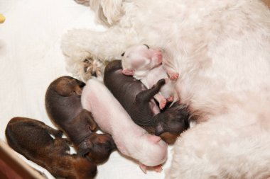 Yeni doğan yavru Çin Tepeli Köpek emme anne sütü