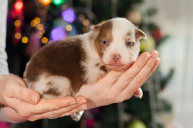 Noel köpeği. Yeni yıl tatilleri. Yeni doğmuş köpek yavrusu. Avustralya çoban köpeği. Minyatür Amerikan Çoban Köpeği