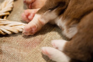 Noel köpeği. Yeni yıl tatilleri. Yeni doğmuş köpek yavrusu. Avustralya çoban köpeği. Minyatür Amerikan Çoban Köpeği