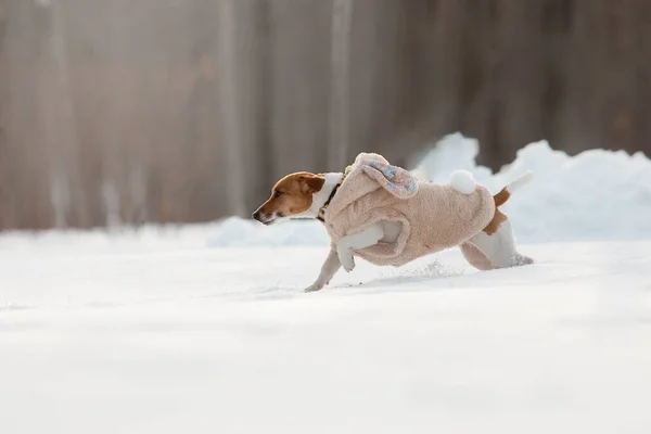 Jack Russell Terrier dog in the snow. Dog on winter walk. Active pet. Running dog