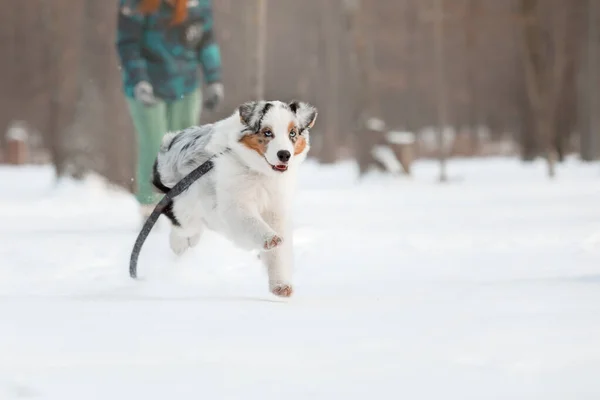 Australian Shepherd dog in the snow. Dog on winter walk. Active pet. Running dog