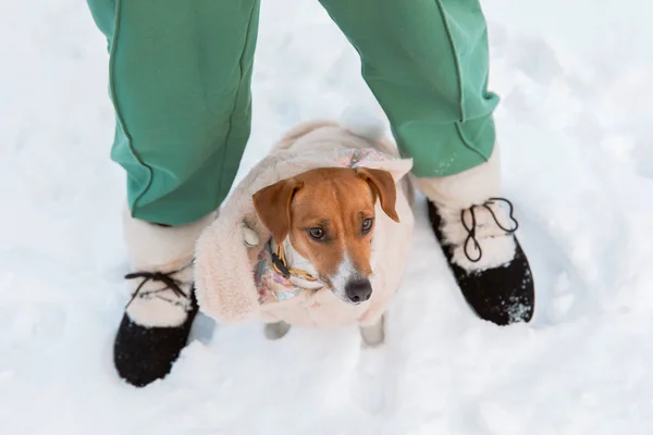Jack Russell Terrier dog in winter. Dog with owner during winter walk. Top view dog and humans feet on snow.