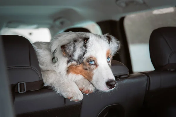 Australian Shepherd dog at the car. Dog transportation. Travel with pet.