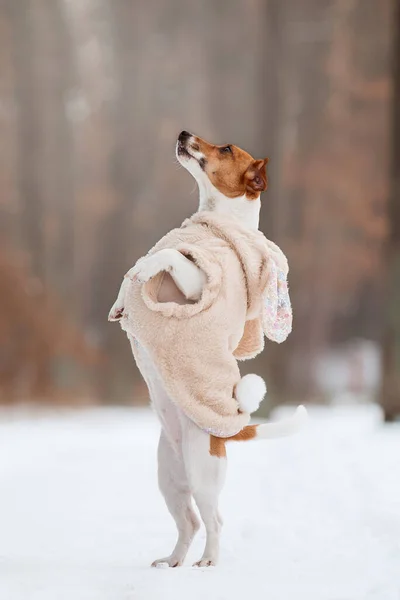 Jack Russell Terrier dog standing on hind legs in the snow. Dog on winter walk. Active pet. Dressed dog