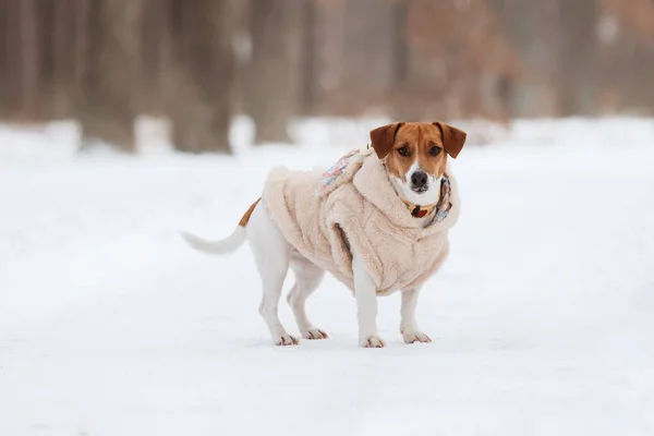 Jack Russell Terrier dog in the snow. Dog on winter walk. Active pet. Dressed dog