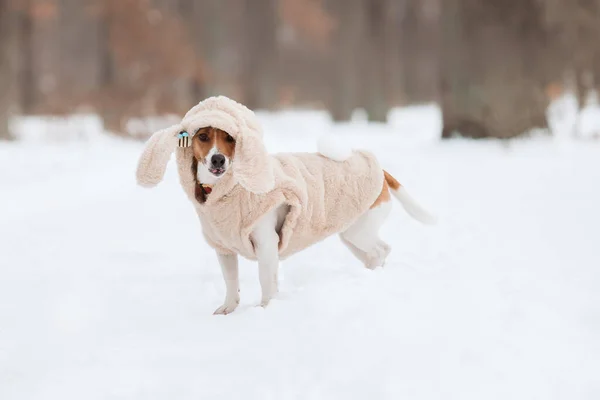 Jack Russell Terrier dog in the snow. Dog on winter walk. Active pet. Dressed dog