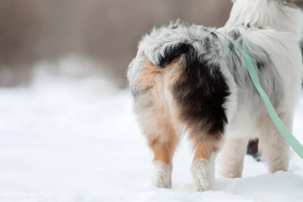 Australian Shepherd dog butt. Natural bobtail dog. Winter, cold snowing weather