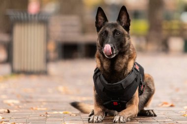 Köpek zırhı. Kurşun geçirmez yelek giymiş bir köpek. Belçika çoban köpeği Malinois 'in açık havada portresi. Çalışan köpek. Bekçi köpeği..