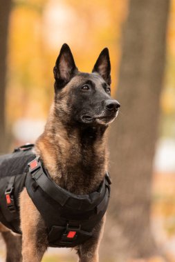 Köpek zırhı. Kurşun geçirmez yelek giymiş bir köpek. Belçika çoban köpeği Malinois 'in açık havada portresi. Çalışan köpek. Bekçi köpeği..