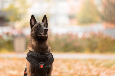 Köpek zırhı. Kurşun geçirmez yelek giymiş bir köpek. Belçika çoban köpeği Malinois 'in açık havada portresi. Çalışan köpek. Bekçi köpeği..