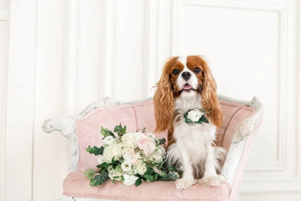 Cavalier King Charles Spaniel dog with bouquet of flowers. A dog with a bride\'s bouquet