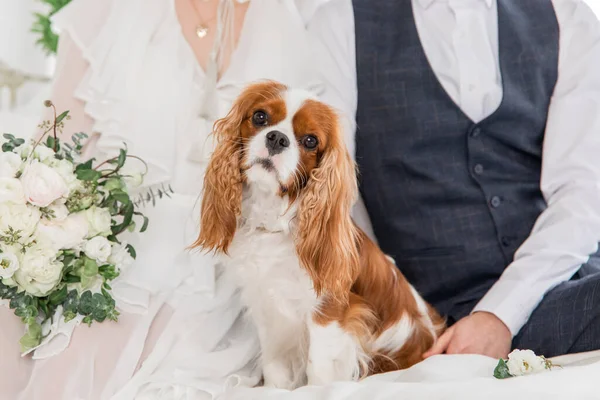 Cavalier King Charles Spaniel dog with bouquet of flowers. Dog with bride and groom